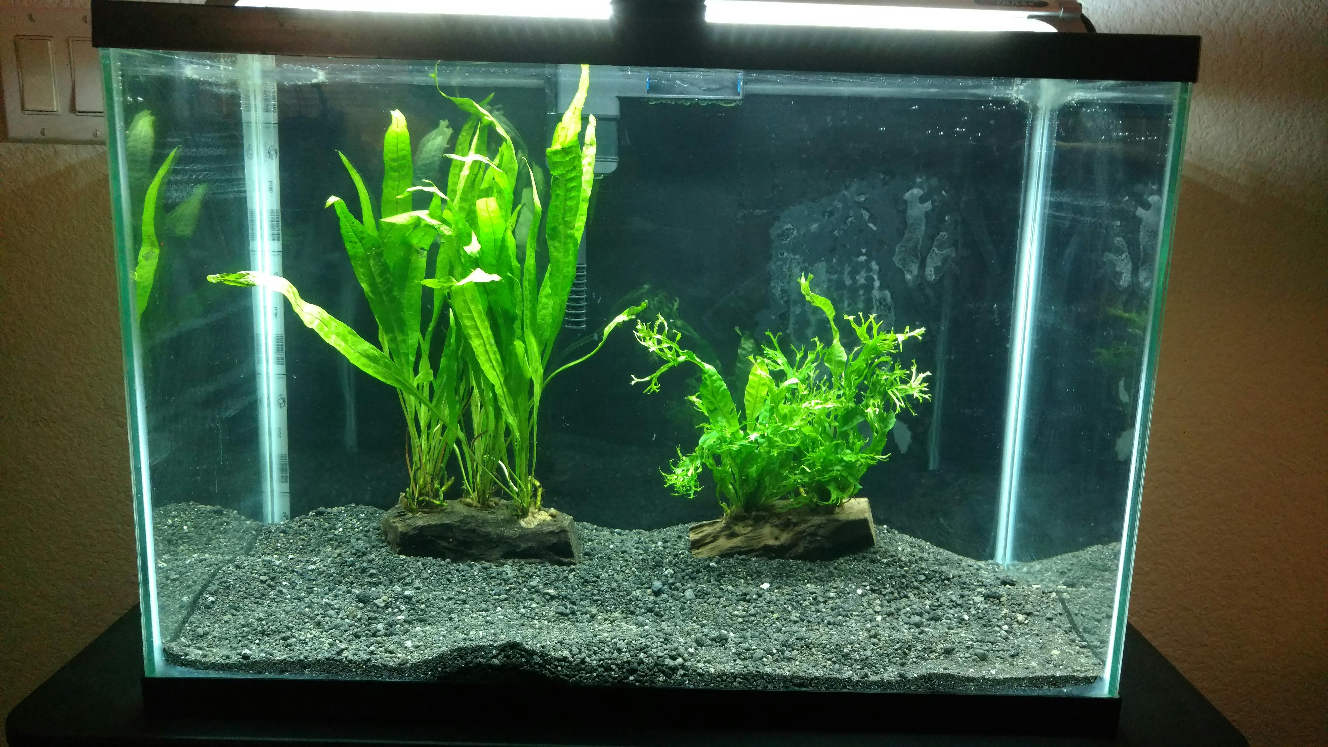 Java Fern on Wood Aquarium CoOp